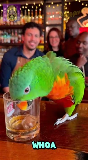 My parrot thinks it's a rapper when it's drunk