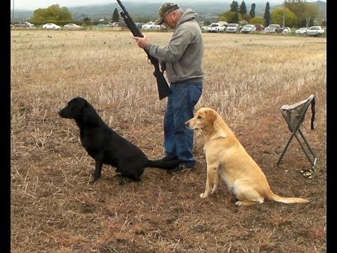 Willhe - Labrador Retriever training for HRC Hunt Test