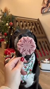 5K views · 50 reactions | Dog nog-sicles, anyone?  Take a little inspo from @hoogie_bear_ and freeze our hydrating Original or our festive Cranberry Blast Raw Goat Milk for a holiday treat that’s as good for their taste buds as it is for their gut health. : @hoogie_bear_ | Primal Pet Foods | Facebook