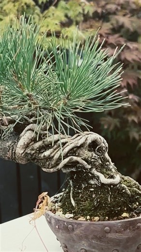How To Create Exposed Root Bonsai