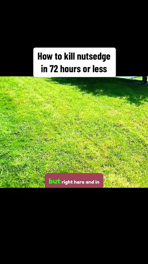 Effective Nut Sedge Removal in 72 Hours