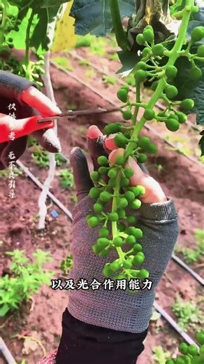 Why do fruit farmers simply strip off all the grape bunches at once? Isn't that a complete waste?...