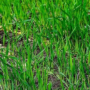 5 lbs No-Till Winter Rye Cover Crop Seeds – Non-GMO Rye Grass Seed for Soil Improvement, Erosion Control & Weed Suppression – Hardy Winter Rye for Deer, Turkey & Wildlife Food Plots