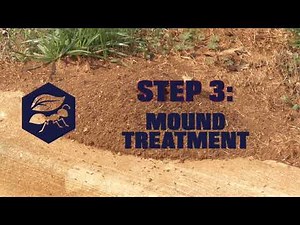 How To Get Rid Of Fire Ants Fast (Red Biting Ants) - 3 Quick and Easy Methods