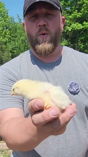 4 Day Old vs 8 Week Old Cornish Cross… The Difference Is Wild