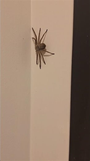 What type of spider is this?? #nature