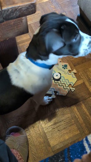 Trunkyyy uses the "up" button again for help "up" 🪾🐘🐶 #puppytalk #dogbuttons #smartpuppy