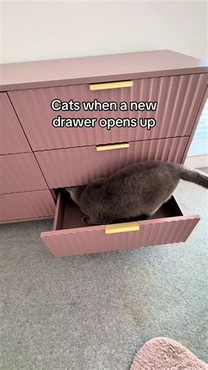 Mittens and Pebbles on TikTok