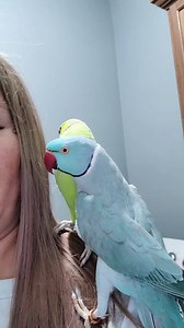 364K views · 26K reactions | When doing laundry turns into a game of hide and kiss. | Chatterbox Parrots | Facebook