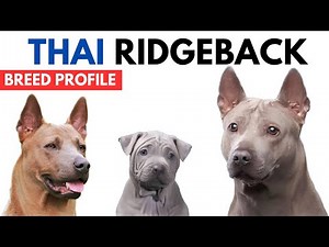 Thai Ridgeback Breed Profile History - Price - Traits - Thai Ridgeback Grooming Needs - Lifespan