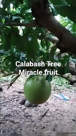 Full grown calabash tree (miracle fruit) at my backyard.#miraclefruit #calabash #plants