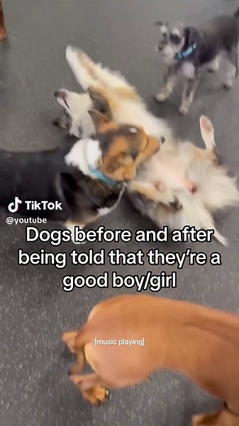 Cute Dog Breeds Showcasing Their Sweetness