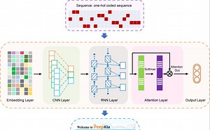 iMeta | DeepKla：基于注意力机制的蛋白质赖氨酸乳酸化位点预测工具_哔哩哔哩_bilibili