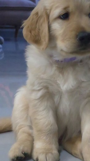 #golden #goldenretriever #amor | Nalva Meurer