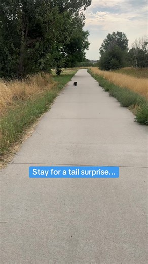 My #seniorcat has run this backspace for over a decade. A new cat moved in and she got bit on the tail, it was super swollen, she had to go to the urgent care and get antibiotics and medication, updated vaccines. This is a tame pet cat who came from the streets. She has the best life out of anyone frankly. Long live kitten. #fyp #outdoorcat #cats #inspiration