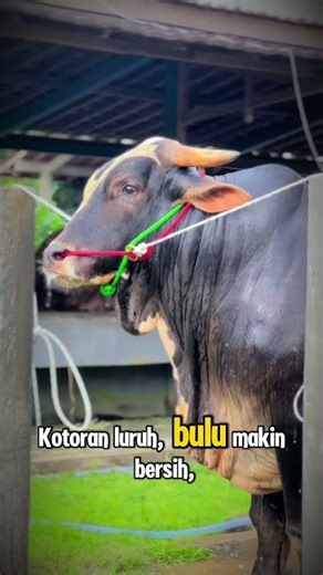 New cows arrive and are immediately bathed #loyalfarm #successfulcattle