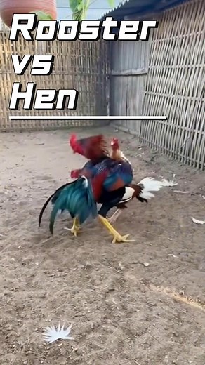 Rooster vs Hen 💥 Feathers everywhere 😅🐔 #funnyanimals #chickens #rooster | Bubu King