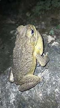 😲 AMAZING SOUND OF HAWAIIAN 🐸 FROG || TOAD