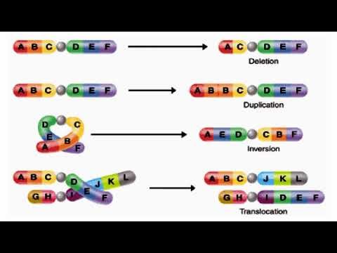 Structural and Numerical Chromosome Anomalies and Aberrations