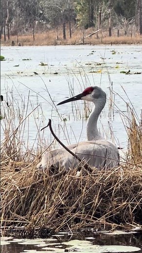 The sandhill crane is considered one of the oldest living bird species on Earth. 🌍