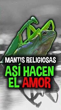 Is it true that praying mantises eat their mates after mating? #animal #nature #documentary