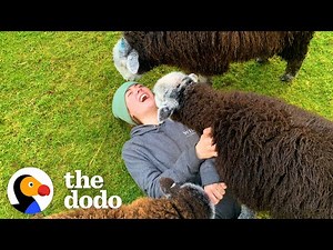 This Woman Is Living Her Best Life With A Family Of Sheep | The Dodo