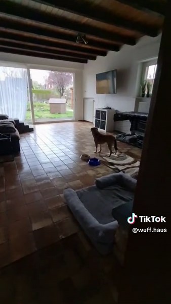 Stolz auf das Team von Wuffhaus und Fortschritte mit Lilli