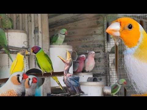 Birdwatching Hacks Every Nature Lover Should Know 🐦 | Tips for Beginners & Pros