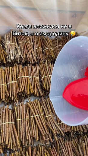 Главный Агроном ТикТока (@intensive_gardening)’s videos with Coming Back Home - WEARETHEGOOD & Scootie Wop