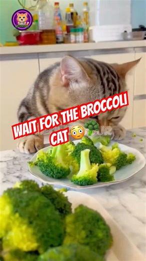 Funny Cats Eating Compilation | From Stealing Meat to Veggie-Loving Cats! #shorts #cats