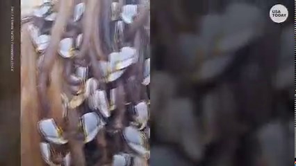 15K views | This alien-looking log is likely covered in gooseneck barnacles, also known as lepas antisera. | USA TODAY Video | Facebook
