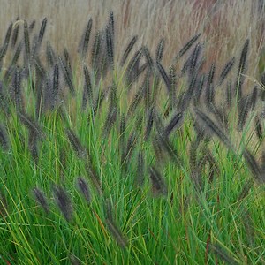 Red Head Fountain Grass, Pennisetum | American Meadows