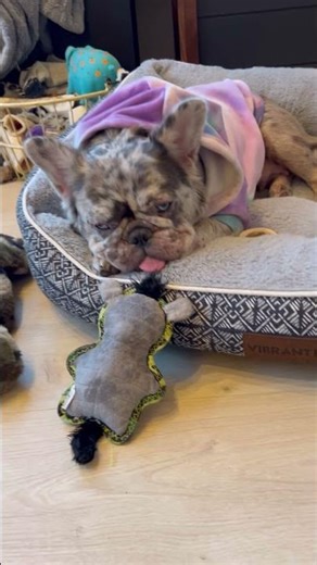 POV your frenchie gets sick of chewing her toy
