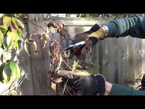 HOW TO PRUNE CLEMATIS