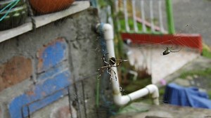 Free video - Spider, Prey, Web, Insect, Hunter