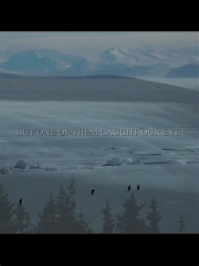 BUT WHY #usa #america #europe #philosophy #nietzche #aesthetic #esoteric #history #nature #aesthetic