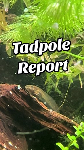 Understanding Tadpole Development Timeline