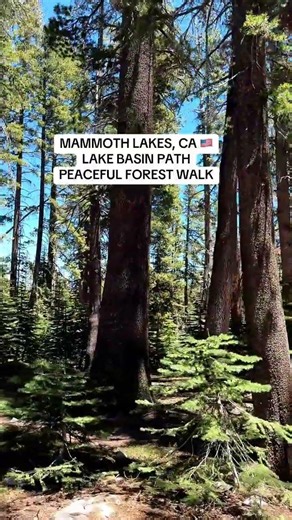 Peaceful Forest Walk in Mammoth Lakes | Lake Basin Path 🌲