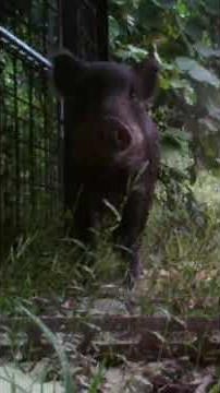 メンテナンス中（閉らない）には奥まで入る‼ #wildlife #animals #イノシシ #pigfeed #nature #害獣駆除