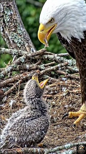 A Bald Eagle's First Meal in the Wild