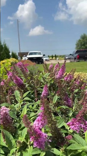 Chrysalis® Pink Butterfly Bush: A Pollinator’s Dream in Bloom