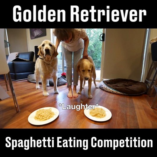 Will the older dog or the pup win the spaghetti race? 🐶 By Josh Mackow | LADbible