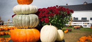 Your Ultimate Fall Pumpkin Guide | DoItYourself.com