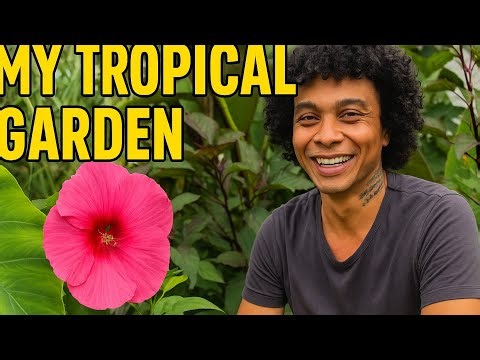 Repotting Colocasia White Lava | Winter Protection & Slug Damage