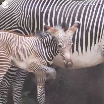 17K views · 1.3K reactions | AW: A newborn Grevy's zebra was spotting trotting alongside her mom Adia at the Lincoln Park Zoo in Illinois recently. The zoo said the female baby was born on August 21 and was able to run just an hour after birth. The zoo also added the birth is notable because Grevy's zebras are endangered with less than 2,000 of the species left in the wild. | CBS Newspath | Facebook
