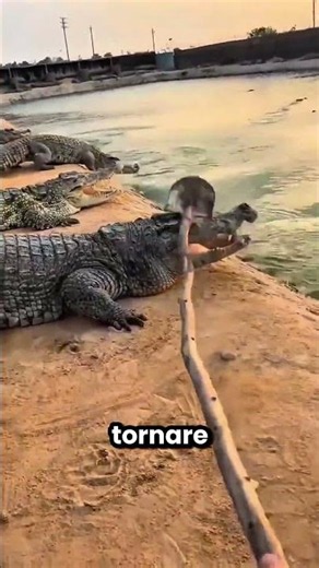 All the crocodiles escaped from the pond 😱