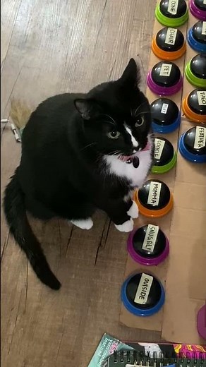 Theo the cat uses talk buttons to tell his human he wants to snuggle.