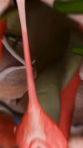 6K views · 49 reactions | Ever Wondered How your body turns food into poop Let’s Break it down #reelsfb #fyp #reelschallenge #reelsfyp #reels2025 | Wellness Lab | Facebook