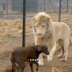 524K views · 10K reactions | Archie on Reels | Facebook