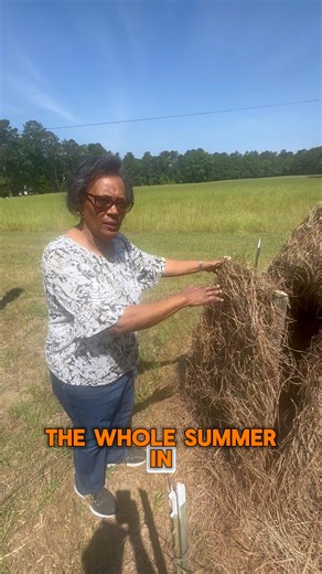 1.5M views · 52K reactions | Ever heard of a Sweet Potato bank? I...